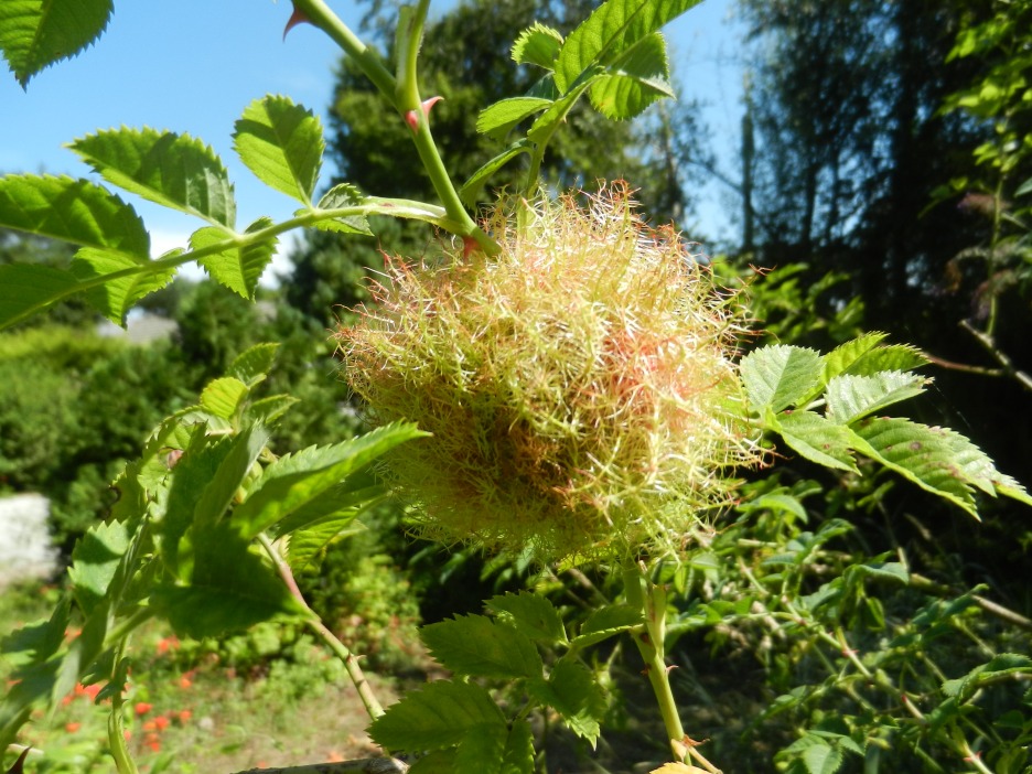 WASP NEST Rose Bedguar Gall Wasp